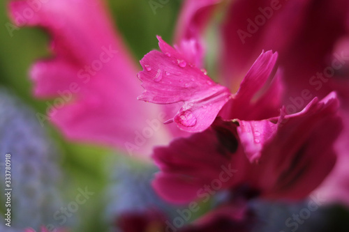 petals of pink tulips close-up