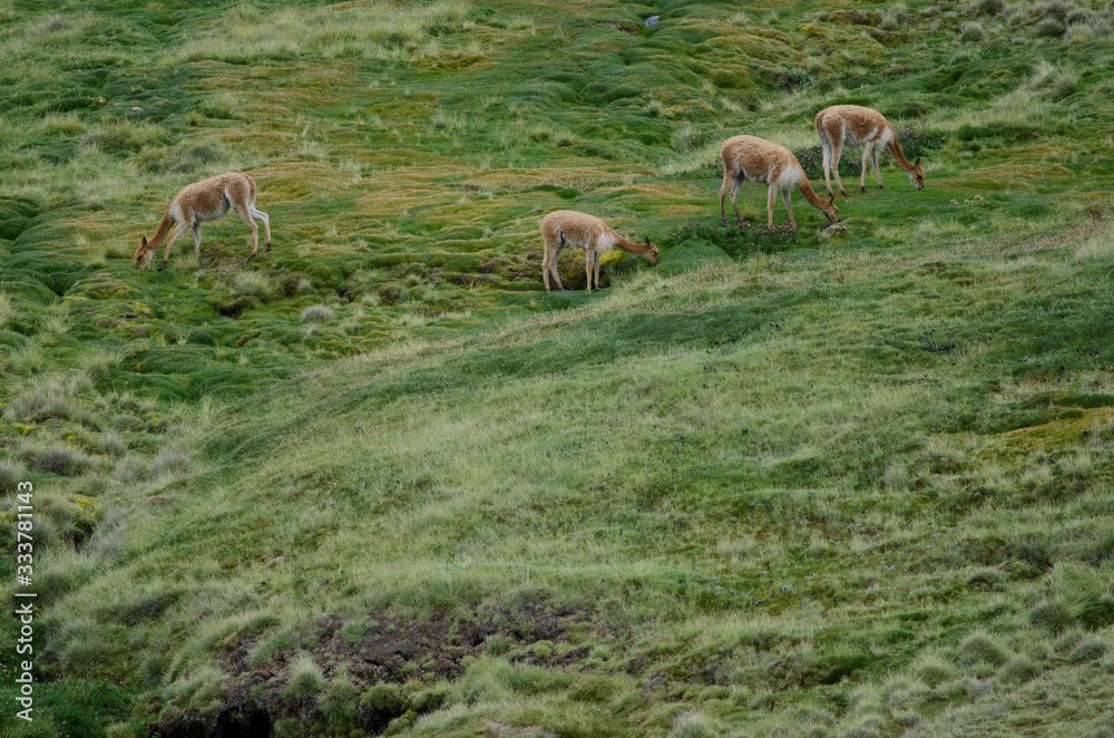 Vicunas Vicugna vicugna grazing in a meadow. Vicunas Vicugna vicugna grazing in a meadow.