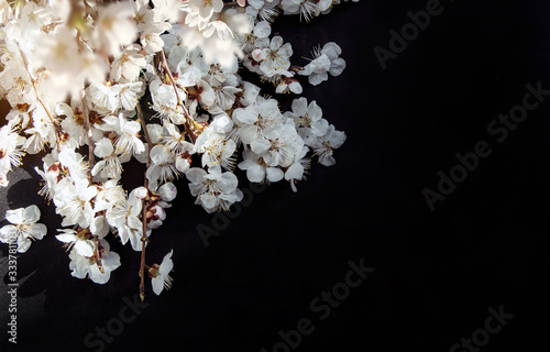 Blooming cherry branches, cherry flowers on a dark background. Top view. Flat lay.