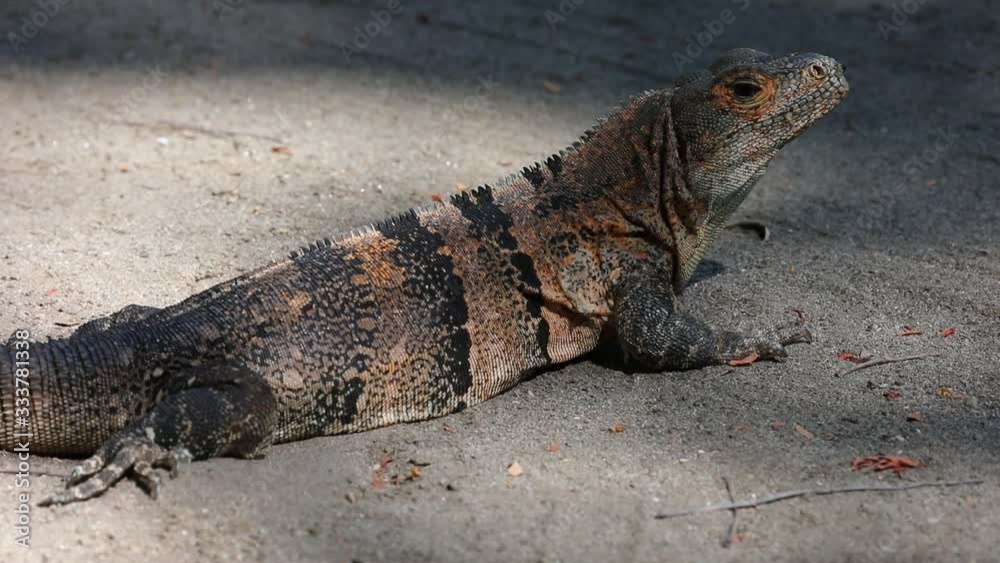 Iguana feeding and sitting on a branch in Costa Rica Iguana feeding and sitting on a branch in Costa Rica