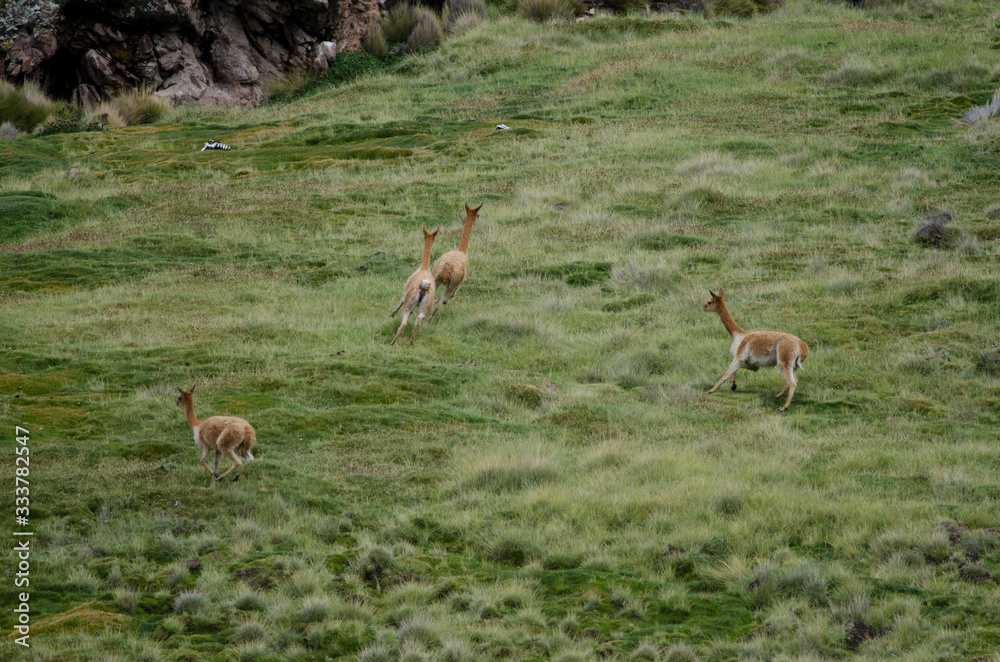 Vicunas Vicugna vicugna running in a meadow. Vicunas Vicugna vicugna running in a meadow.