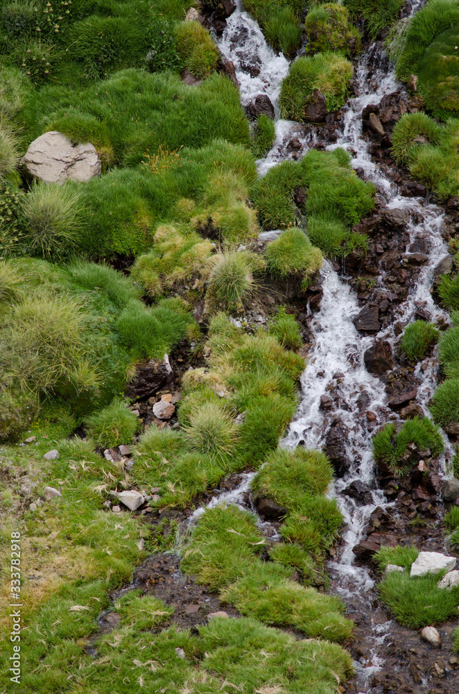 Stream in a green meadow in Lauca National Park. Stream in a green meadow in Lauca National Park.
