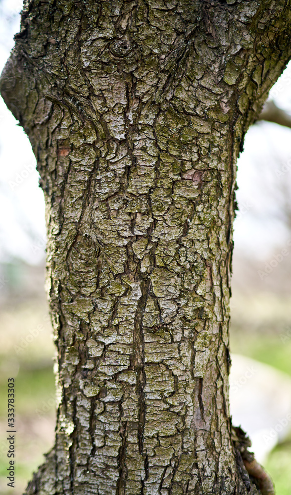 Fototapeta premium wood texture as background for designers