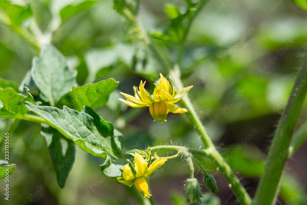 Tomato flowers on the bush. Yellow small flowers. Planting tomatoes in the greenhouse. Vegetarian food. Tomato flowers on the bush. Yellow small flowers. Planting tomatoes in the greenhouse. Vegetarian food.