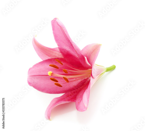 Fototapeta Naklejka Na Ścianę i Meble -  Beautiful pink lily.