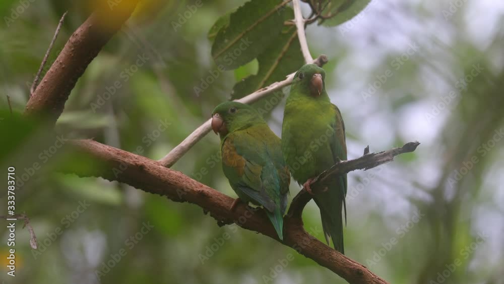 Little green parrot sitting on branch in Costa Rica Osa Peninsula Little green parrot sitting on branch in Costa Rica Osa Peninsula