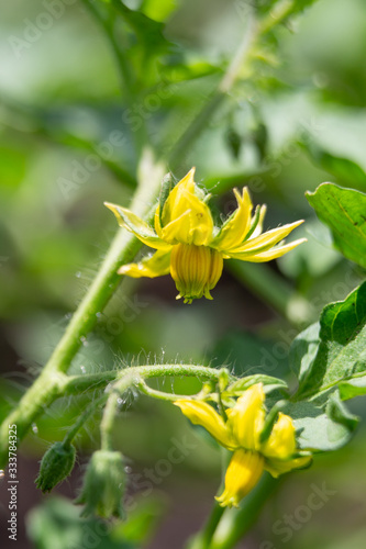 Tomato flowers on the bush. Yellow small flowers. Planting tomatoes in the greenhouse. Vegetarian food.