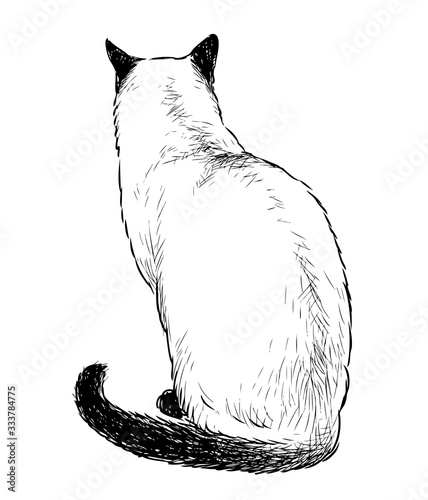 Freehand drawing of sitting domestic siamese cat