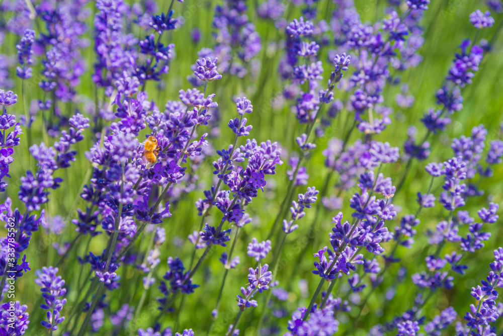 Fototapeta premium field of lavender flowers with bumble bee