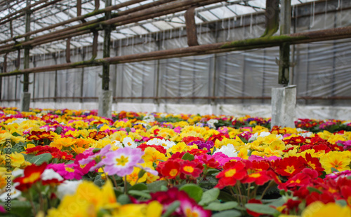 A carpet of many multi-colored primrose flowers  also known as cowslip  grown in a greenhouse. Selective focus
