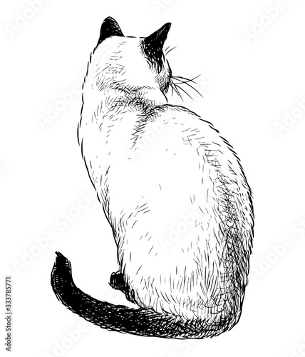 Sketch of sitting domestic siamese cat