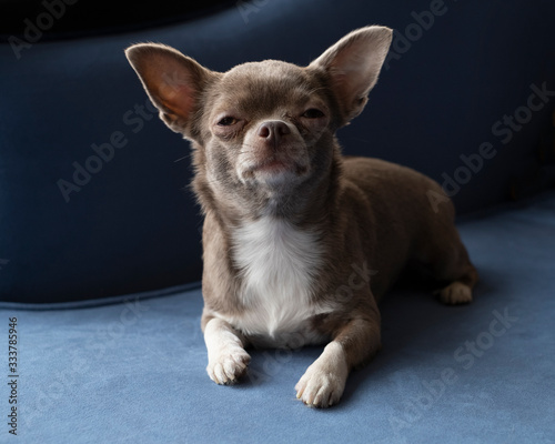 Portrait of a sad Chihuahua dog on a blue background © antropova