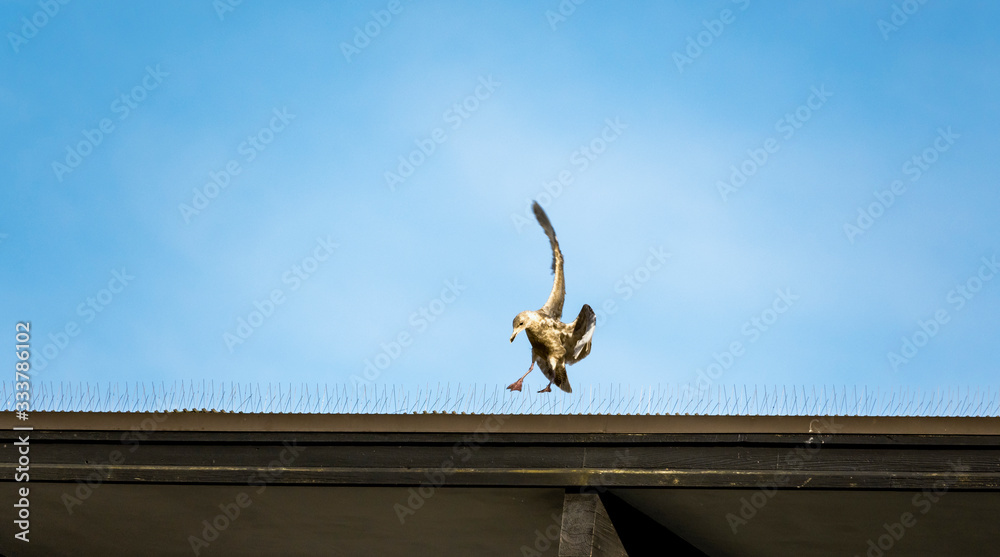 Seagull attempting to land near spikes Seagull attempting to land near spikes