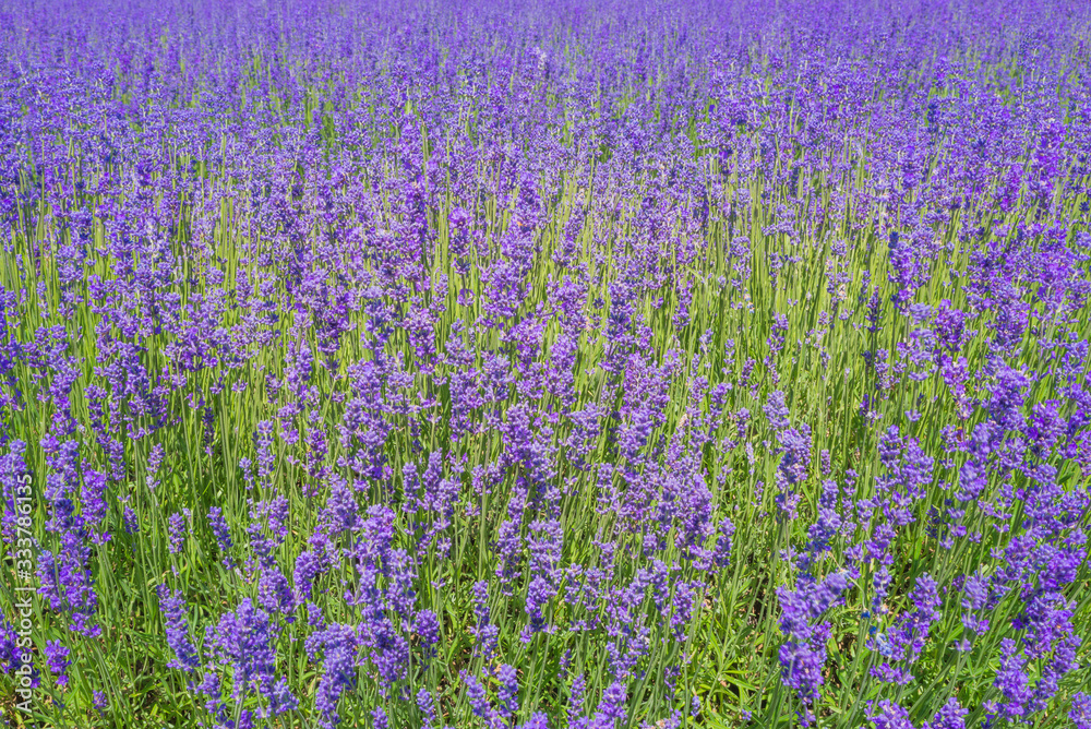 Naklejka premium Lavender farm field in Wanaka