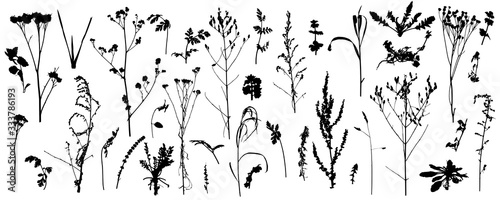 Plants, bare wild weeds, big set of silhouettes. Vector illustration.