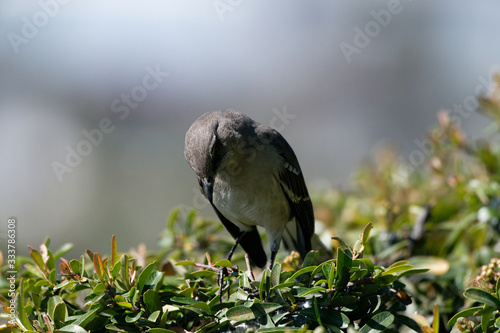 northern mockingbird