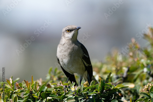 northern mockingbird