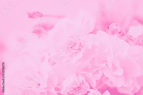 Pale pink abstract background. Floral gradient background, delicate carnation flowers pattern