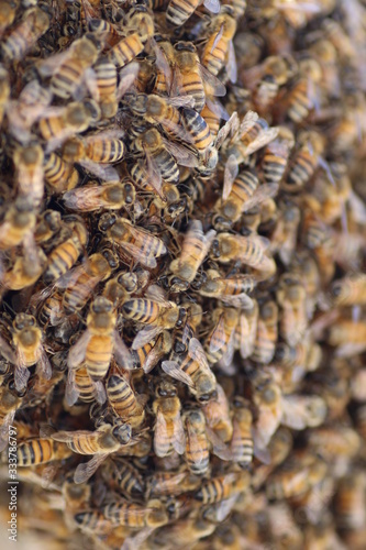 Bienenvolk in Nahaufnahme
