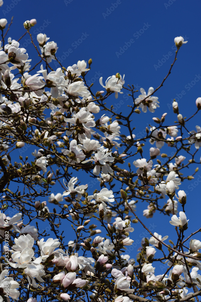 The treetop of a magnolia tree with white flowers of star magnolia against a blue sky in spring in portrait format The treetop of a magnolia tree with white flowers of star magnolia against a blue sky in spring in portrait format