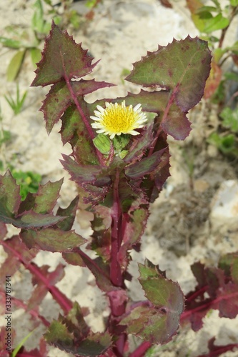 Sonchus oleraceus flower, common sowthistle in Florida wild,  closeup photo