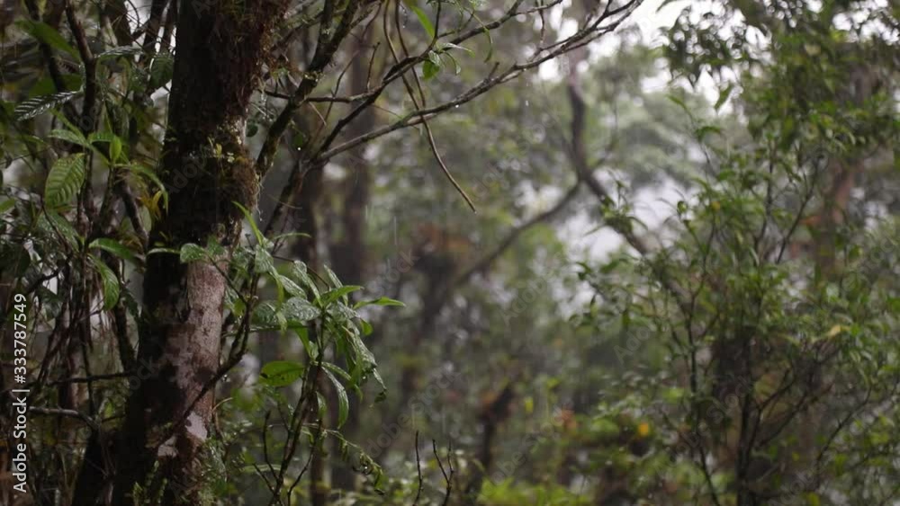 Rainforest very strong rainfall in costa rica Rainforest very strong rainfall in costa rica