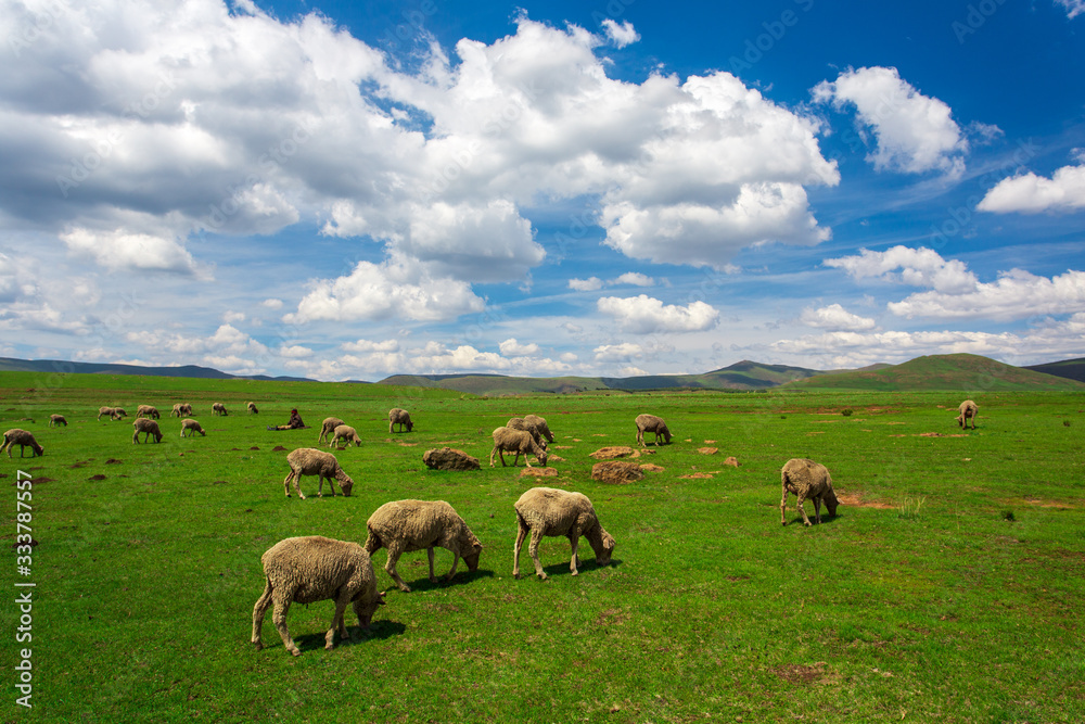 Sheep on green grass in Lesotho , Africa