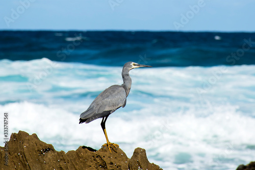 Photography White faced heron hunting at the beach, Sydney Australia