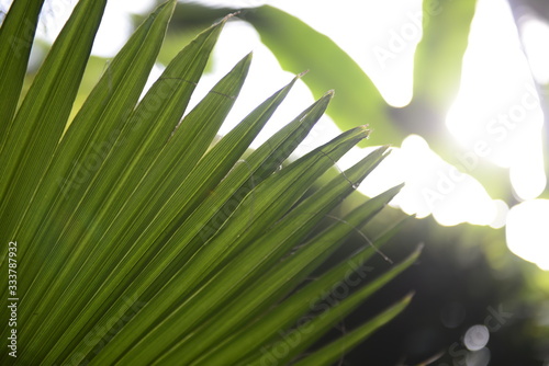green leaf of palm tree