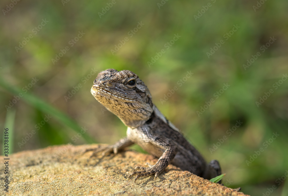 Tiny Lizard Tiny Lizard