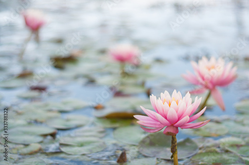 Blooming lotus. Lotus is a pink flower.