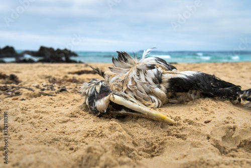 Dead albatross on the beach, Australia photo