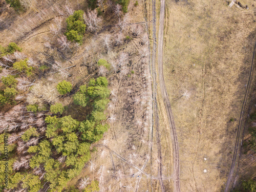 Coniferous pine forest in early spring. Aerial drone view.