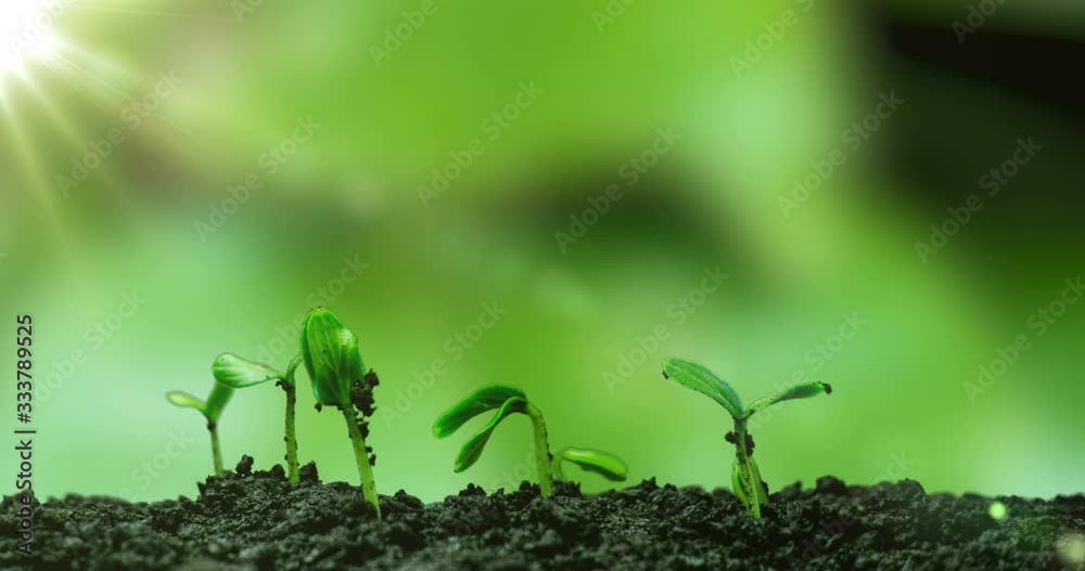 Young cucumber plants germinate under the sun, time lapse, alpha channel