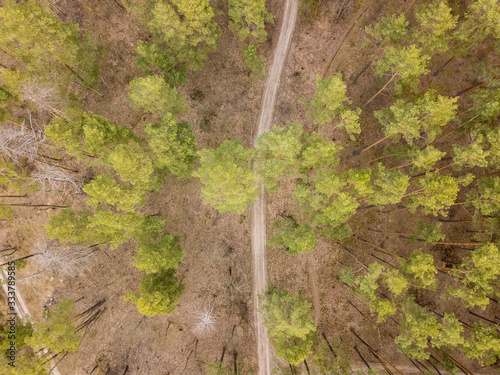 Coniferous pine forest in early spring. Aerial drone view.