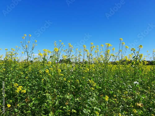 Rapsfeld