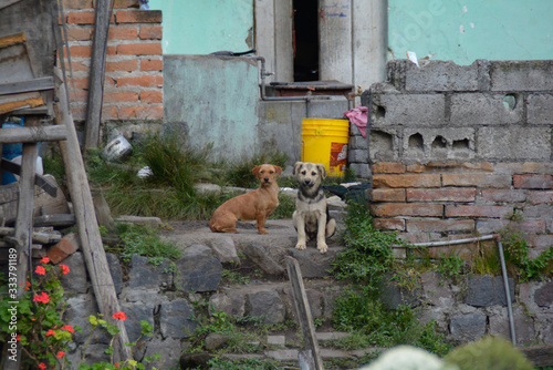 Dog in outdoors mutt in ecuador street two dogs poverty © Jon