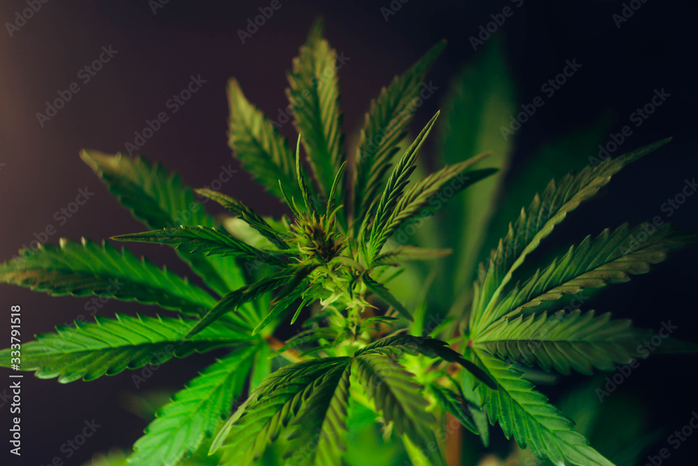 Cannabis plant on black background. Copy space. Marijuana leafs. Weed background. Cannabis plant on black background. Copy space. Marijuana leafs. Weed background.
