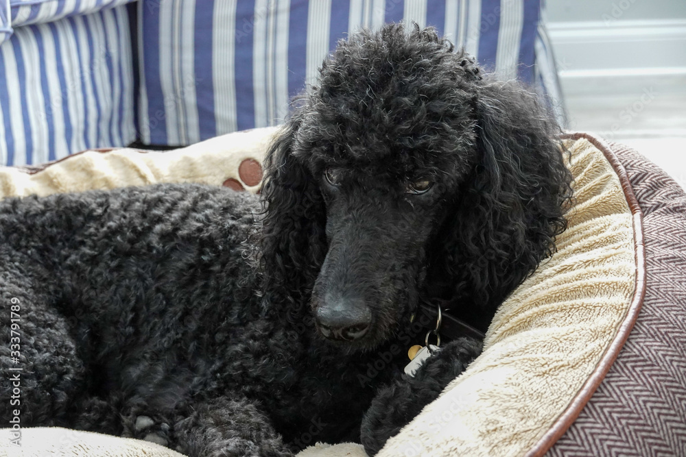 A black purebred standard poodle in a home hanging out with its human. A black purebred standard poodle in a home hanging out with its human.