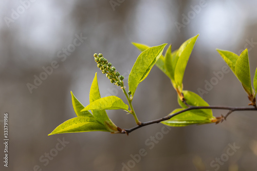 Young green leaves bloom on a tree in early spring. Detailed macro view.