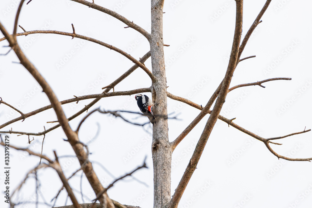Woodpecker on a trunk of a dried tree. Woodpecker on a trunk of a dried tree.
