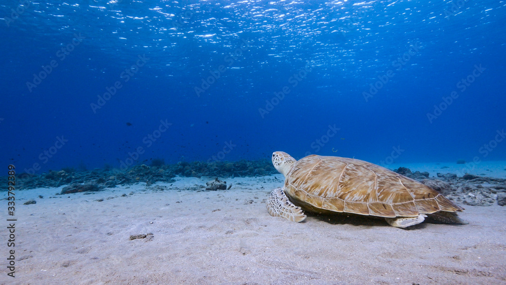 Seascape of coral reef in the Caribbean Sea around Curacao with Green Sea Turtle