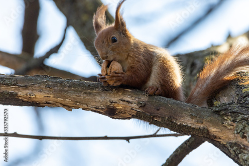 Red squirrel eats a nut on a branch.