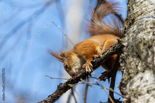 Red squirrel on a tree branch. © Sergey