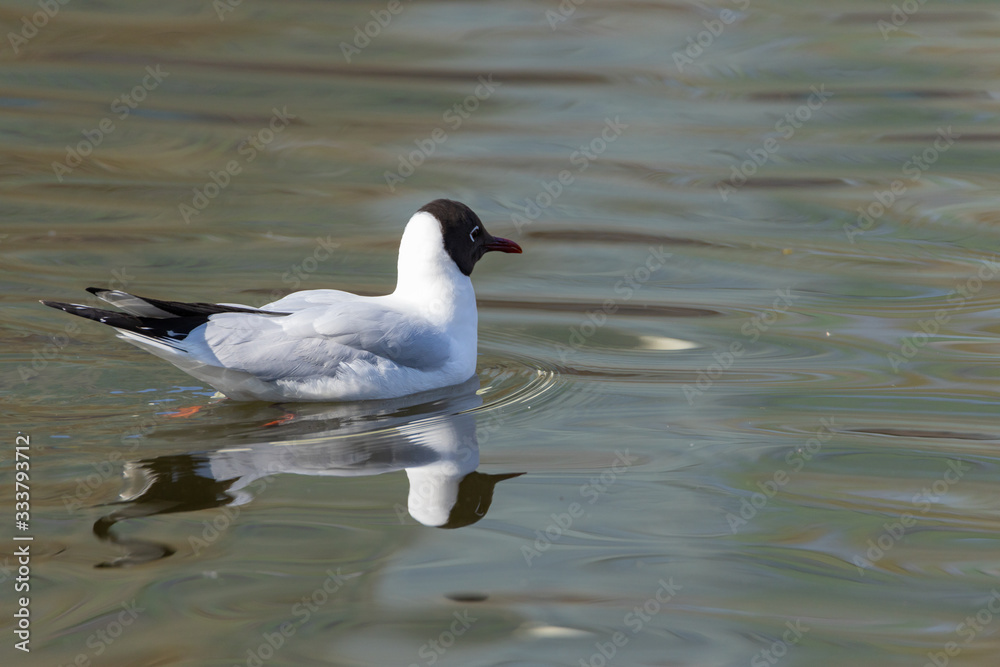 A white river gull swims on a pond.