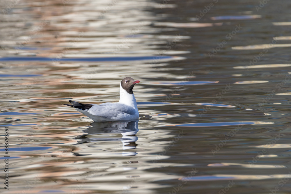 A white river gull swims on a pond. A white river gull swims on a pond.