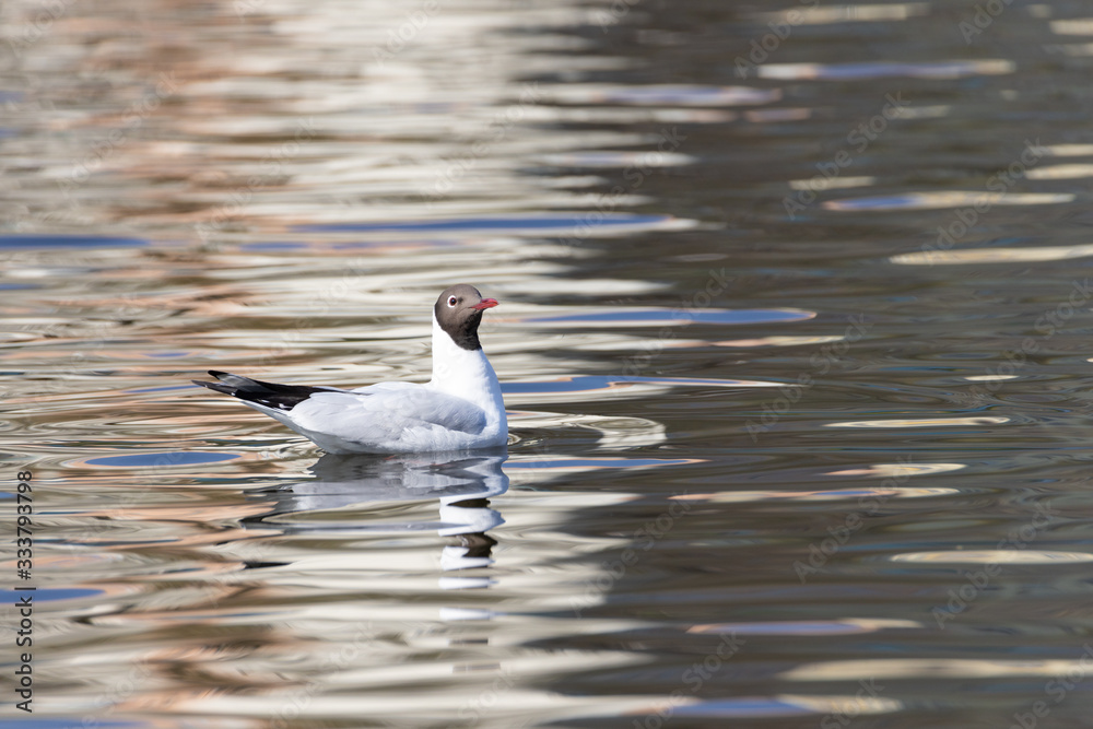 A white river gull swims on a pond. A white river gull swims on a pond.