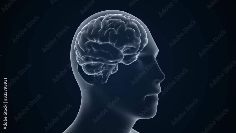 Human brian study on diagnostic computer display. 3d animation. Human brian study on diagnostic computer display. 3d animation.