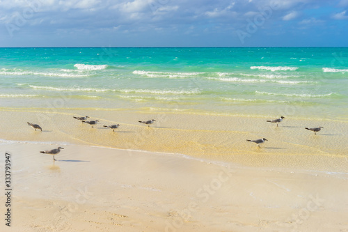 Republic of Cuba. Birds on ...