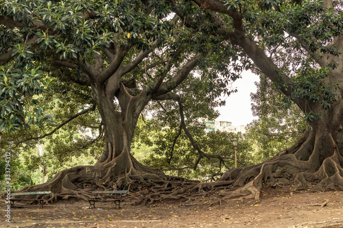 big old tree with roots in the park